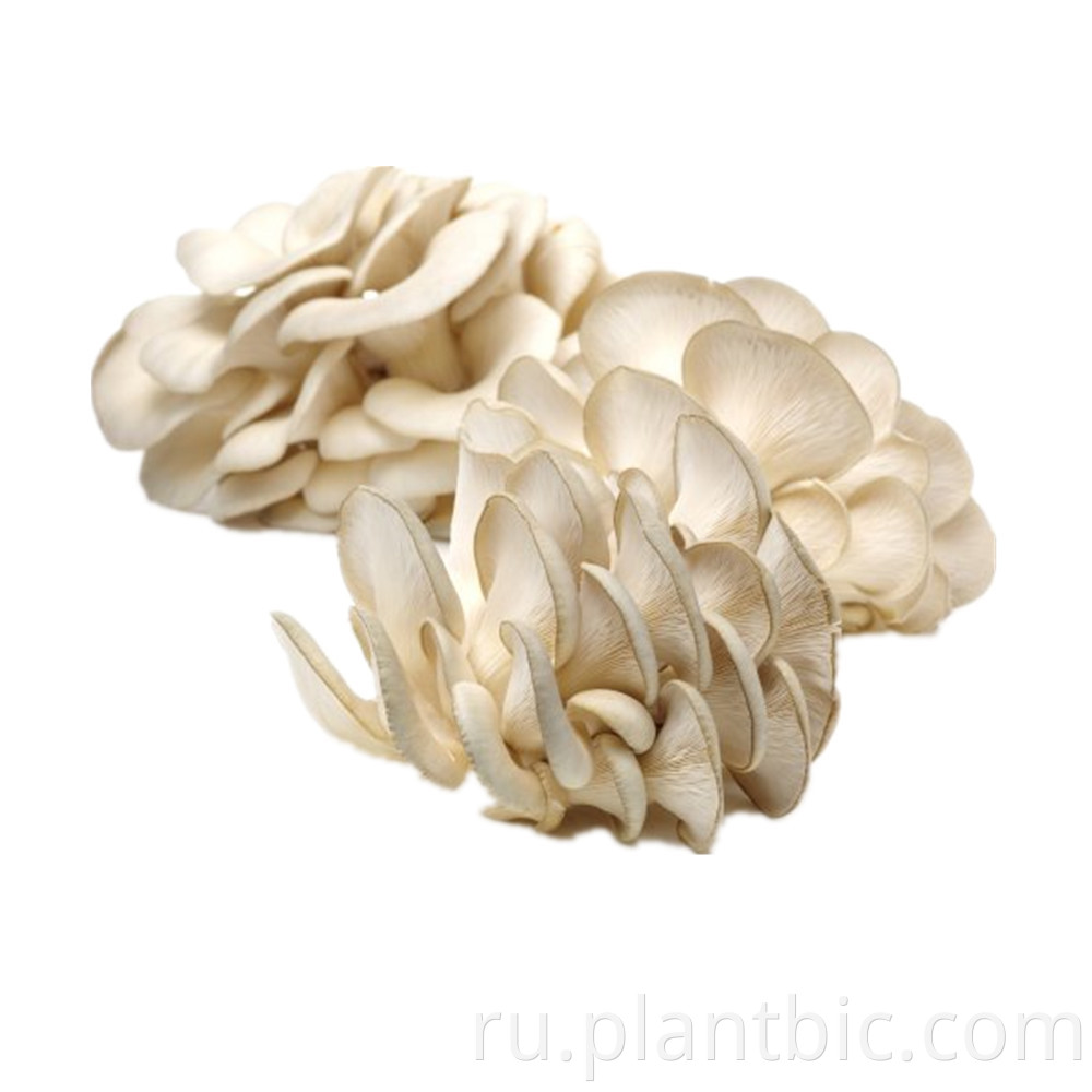 Пищевой класс 100% устричный грибной порошок